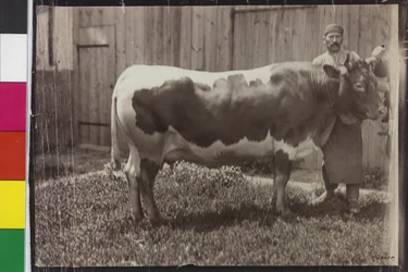 Vaca - Pinzgau Gelbscheck