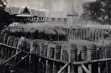 Los elefantes reales de Bangkok