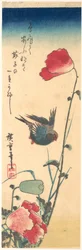 Ein Blaukehlchen und Mohnblumen
