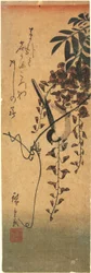 Vogel auf Glyzinienranke