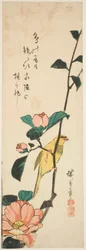 Canario y Camelias