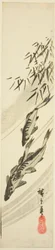 Peces en un arroyo