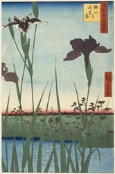 Jardín de lirios de Horikiri (Horikiri no hanashobu), de la serie Cien vistas famosas de Edo (Meisho Edo hyakkei)