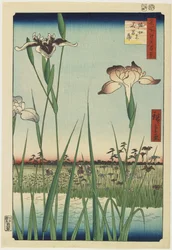 Jardín de Iris en Horikiri, Mayo 1857