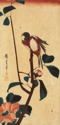 Carbonero japonés en una rama de camelia