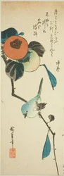 Ojo blanco japonés y caquis