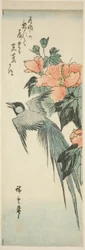 Pájaro de cola larga y hibisco