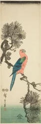 Guacamayo en rama de pino