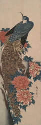 Pavo real y peonías