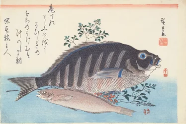 Shimadai y Ainame, de la serie 