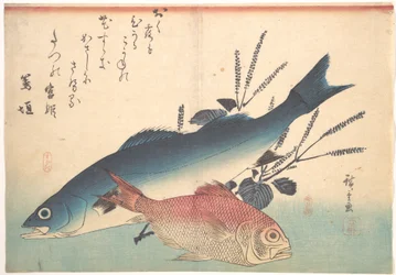 Peces suzuki y kinmedai de la serie Uozukushi (Todas las variedades de peces)