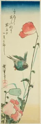 Golondrina y amapolas
