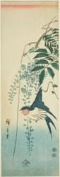 Golondrina y glicinia