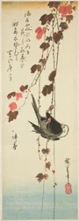 Pájaro de cabeza blanca y hiedra