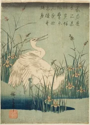 Garzas blancas e iris
