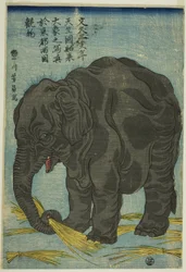 Imagen de gran elefante de la India (Tenjiku hakurai dai zo no shashin), una atracción en Ryogoku en la capital oriental (Toto Ryogoku mimono)
