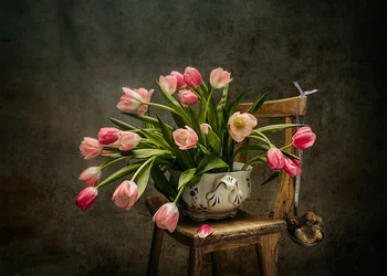 Elegantes tulipanes rosas