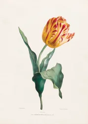 Impresión de tulipán antiguo por Valentine Bartholomew