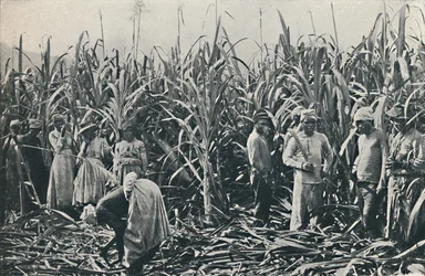 Una plantación de caña de azúcar, 1916