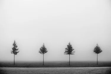 Cuatro árboles envueltos en niebla