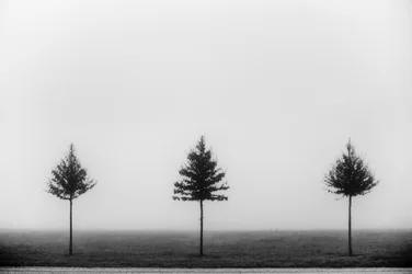 Tres árboles envueltos en niebla