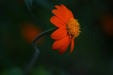Flor de color naranja intenso