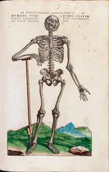 Humani Corporis Ossium, ilustración de "De Humani Corporis Fabrica Libri Septem" por Andreas Vesalius
