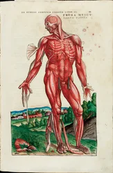 Prima Musculorum Tabula, ilustración de "De Humani Corporis Fabrica Libri Septem" de Andreas Vesalius