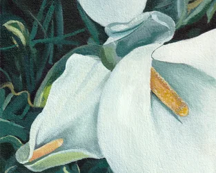 Elegantes lirios blancos