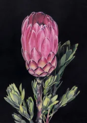 Protea rosa exótica