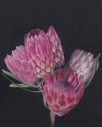 Proteas rosas exóticas
