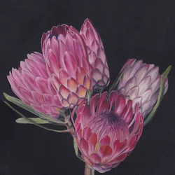 Proteas rosas exóticas
