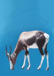 Antílope blesbok pastando