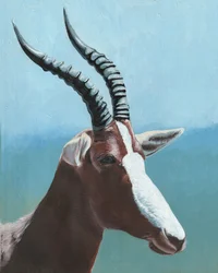 Majestuoso retrato de un blesbok