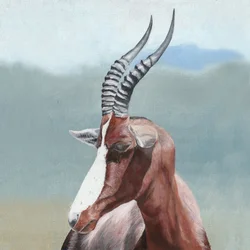 Majestuoso retrato de un blesbok