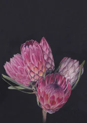 «Protea Medley», de Viccy Wanliss
