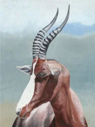 Retrato de un blesbok sereno