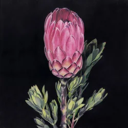 Una protea rosa llamativa