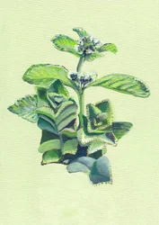 Verde intenso botánico