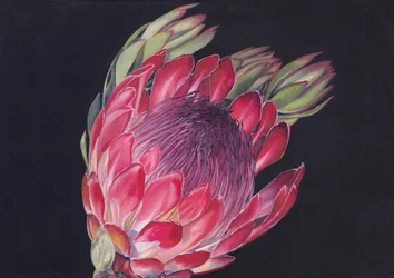 Protea real de colores vivos