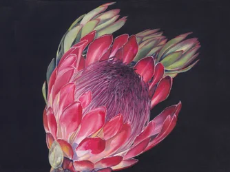 Protea real de colores vivos