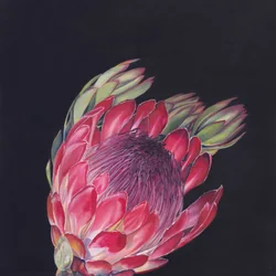 Protea rosa intenso