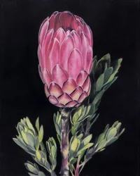 Protea rosa intenso