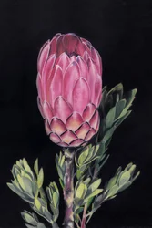 Protea rosa intenso