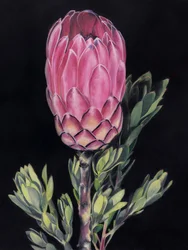 Protea rosa intenso