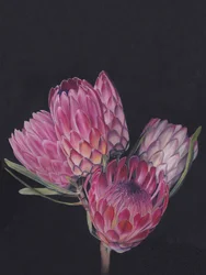Proteas de un rosa intenso