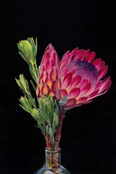 Proteas de un rosa intenso