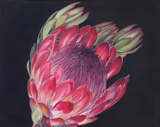 Una flor de protea de colores vivos