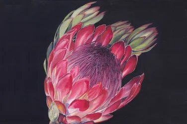 Una flor de protea de colores vivos