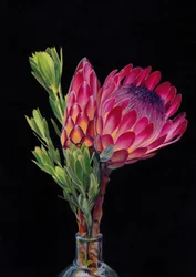 Una flor de protea de colores vivos